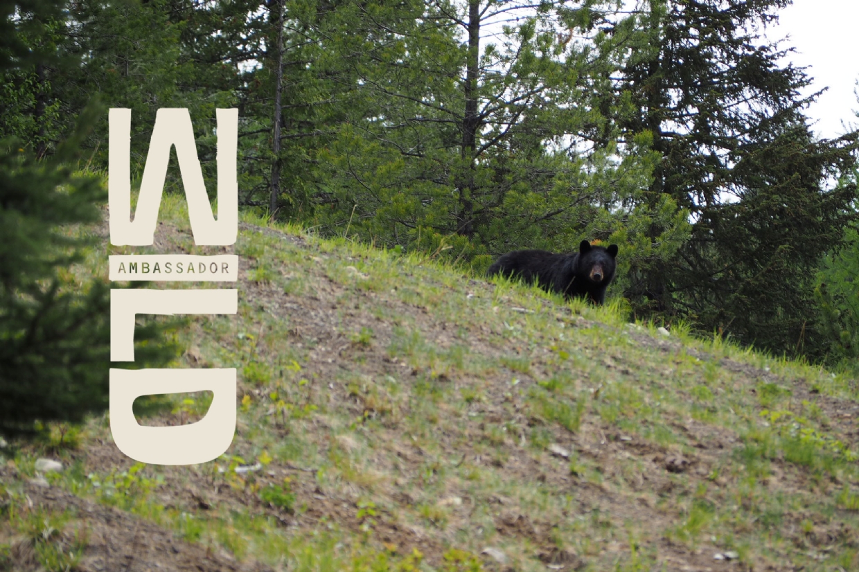 Fernie is a wildlife country