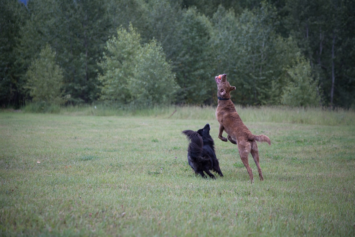 Fernie Aquatic Centre Dog Park