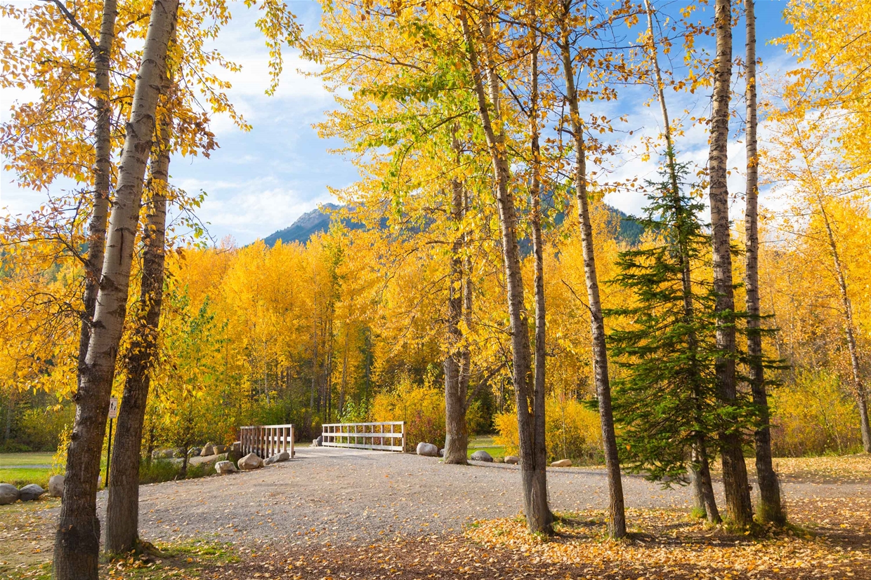 Annex Park in fall colours