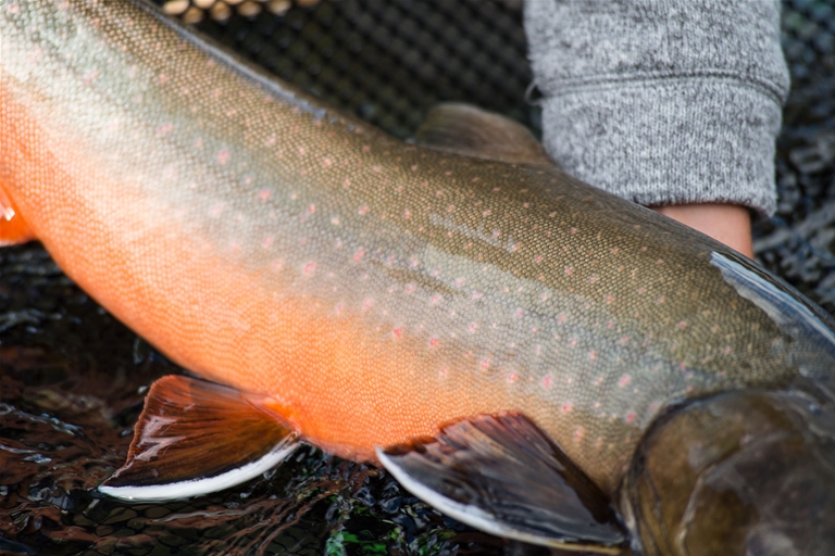 Fly fishing the Wigwam River