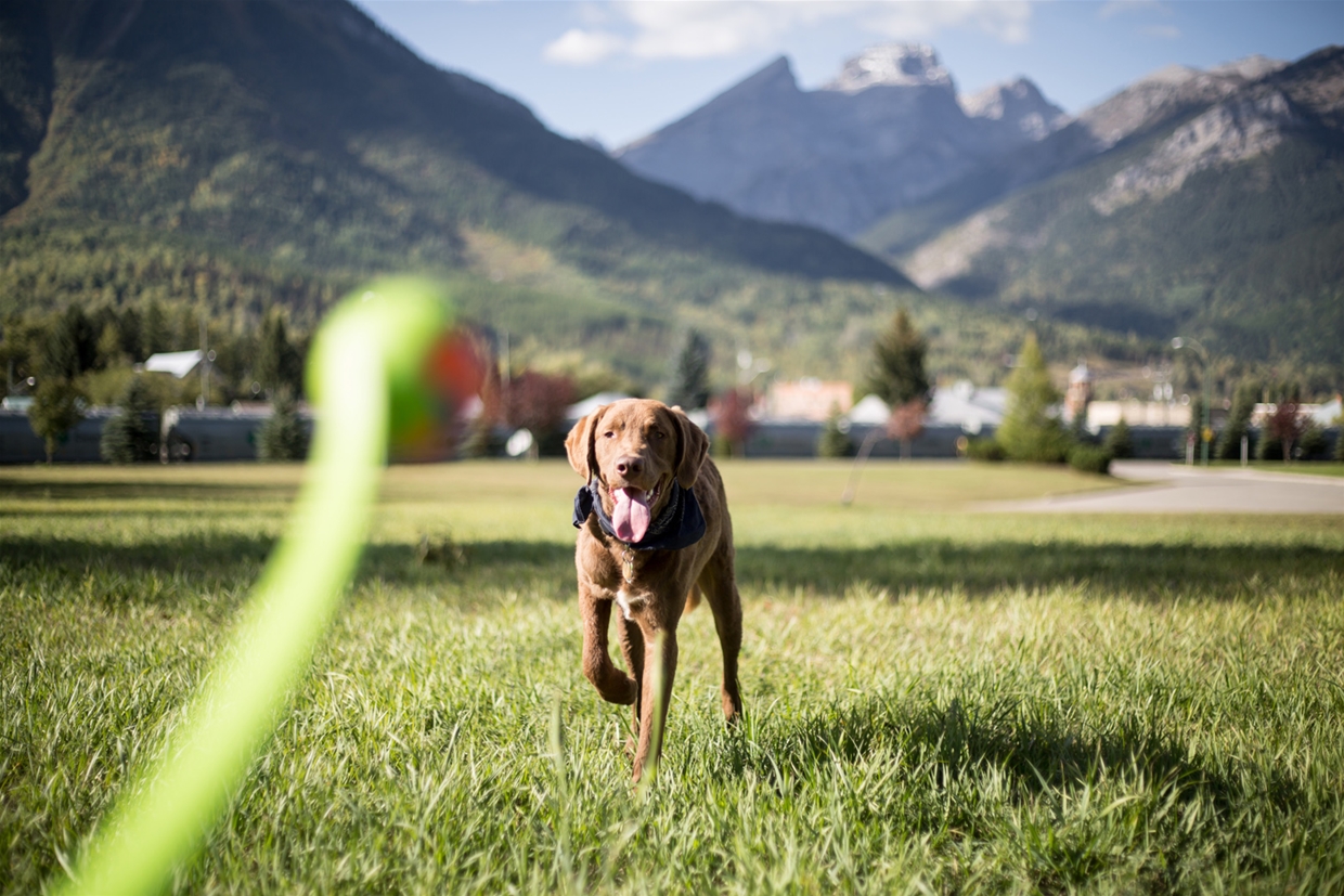 Fernie Aquatic Centre Dog Park