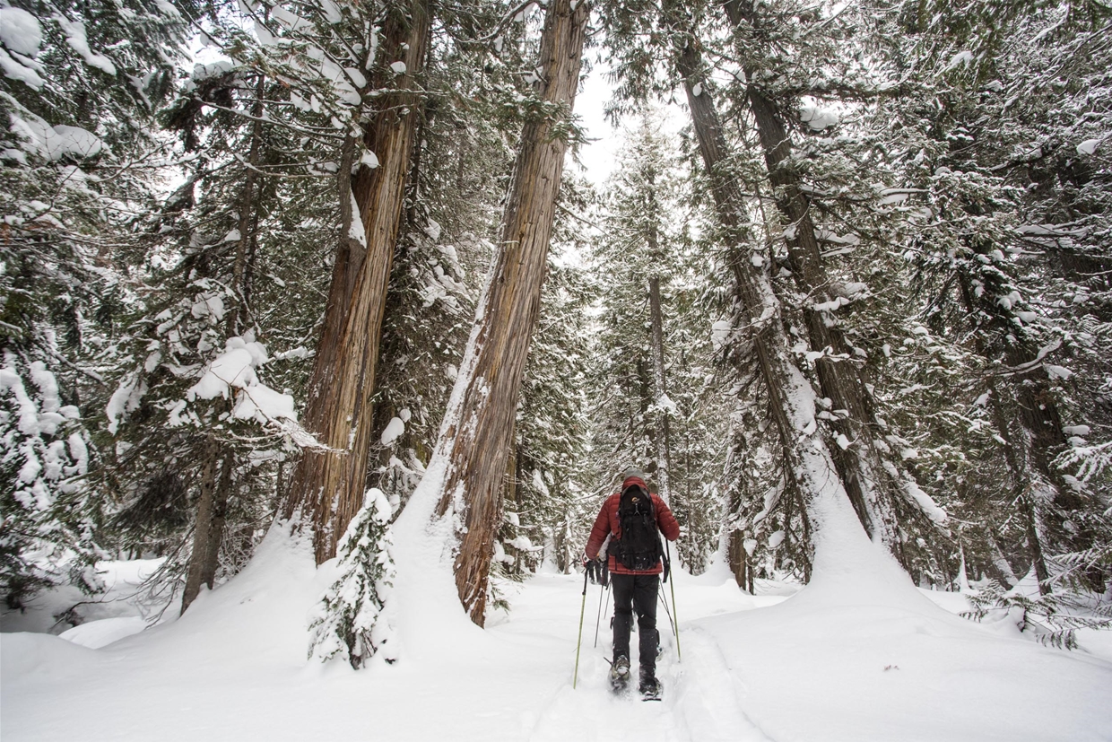 Snowshoe the Lazy Lizard