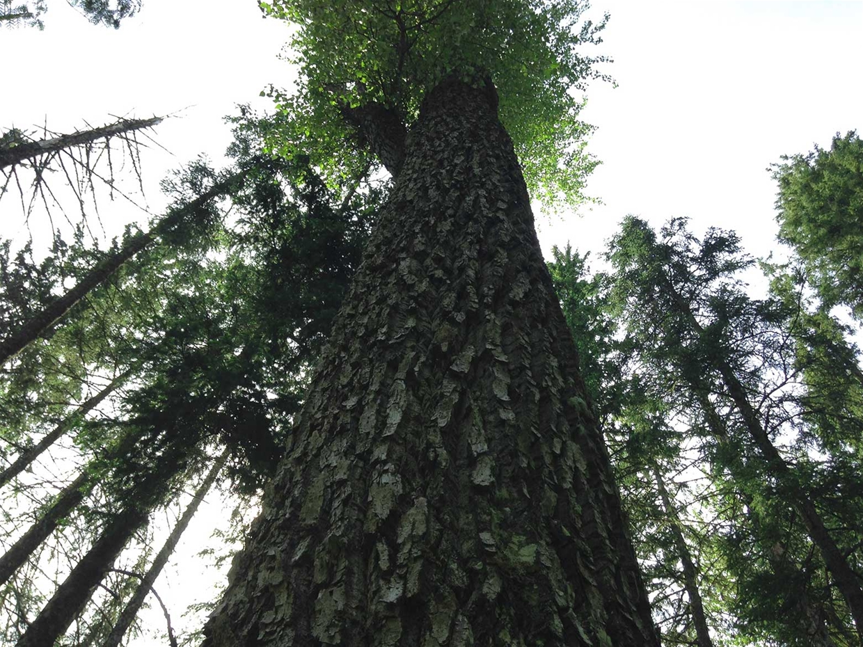 Ancient Cottonwood Trail