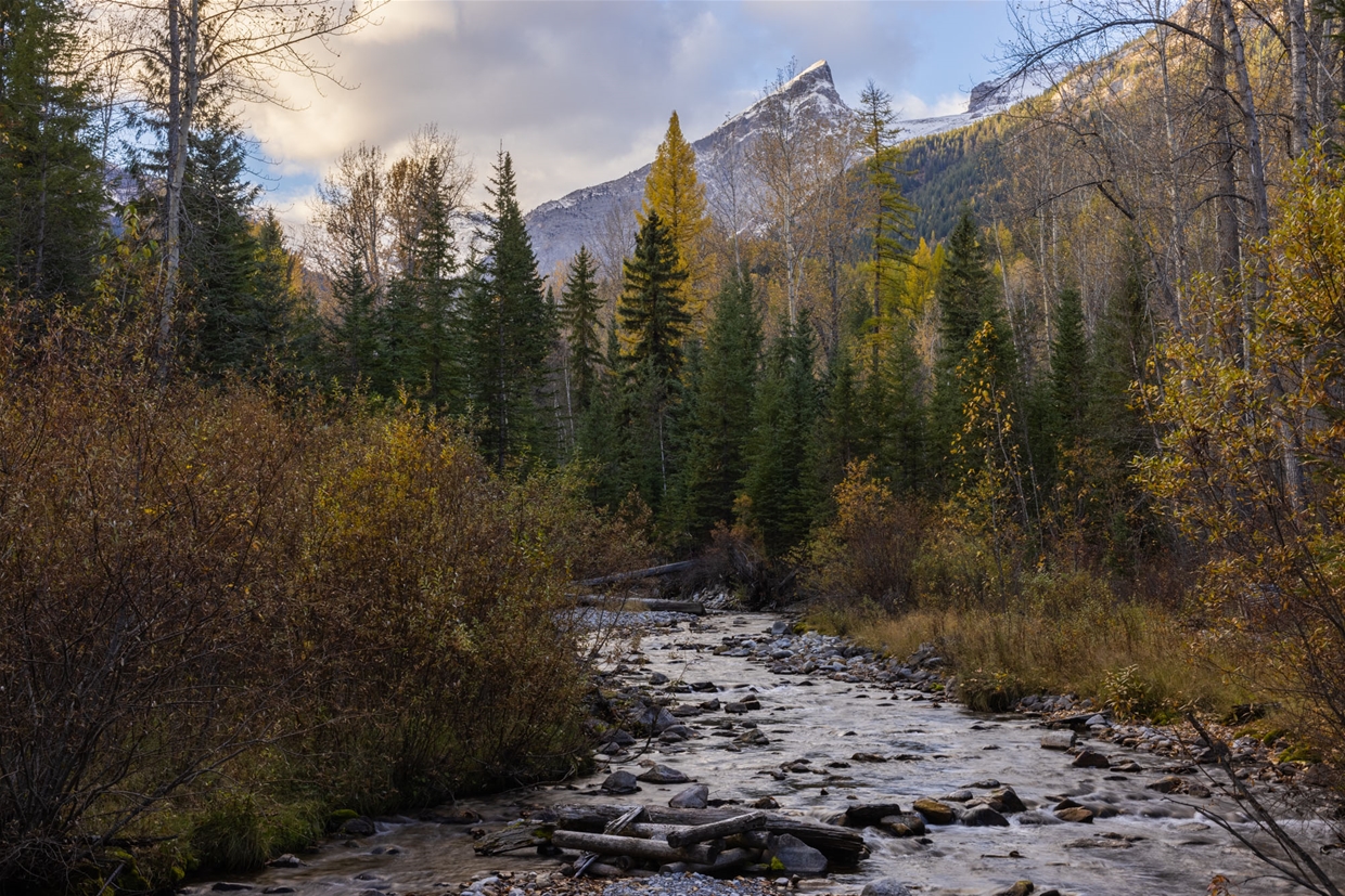 Follow Fairy Creek all the way to the falls