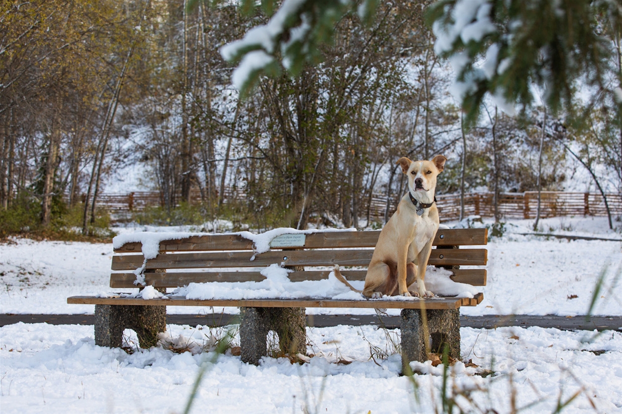 Chillin' at the Railyard Dogpark