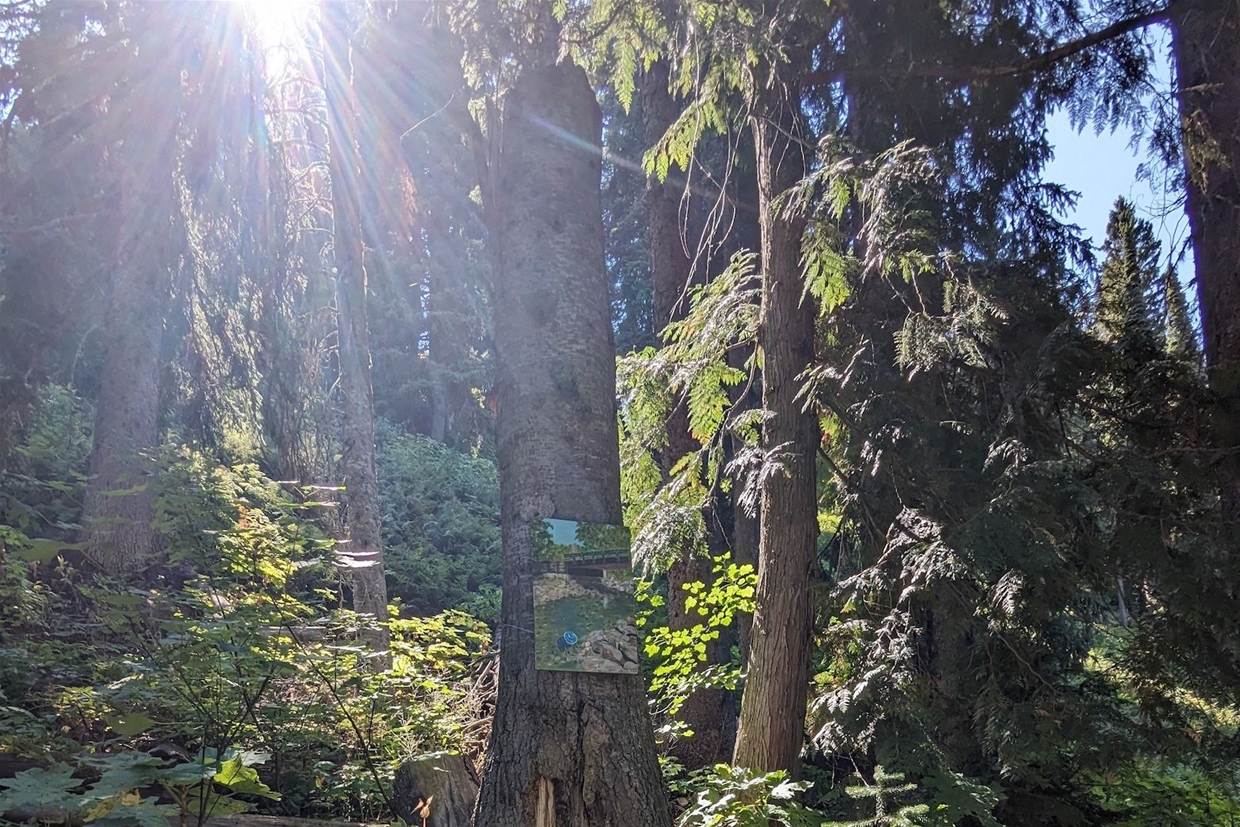 Art in the Wild Art Walk at Fernie Alpine Resort