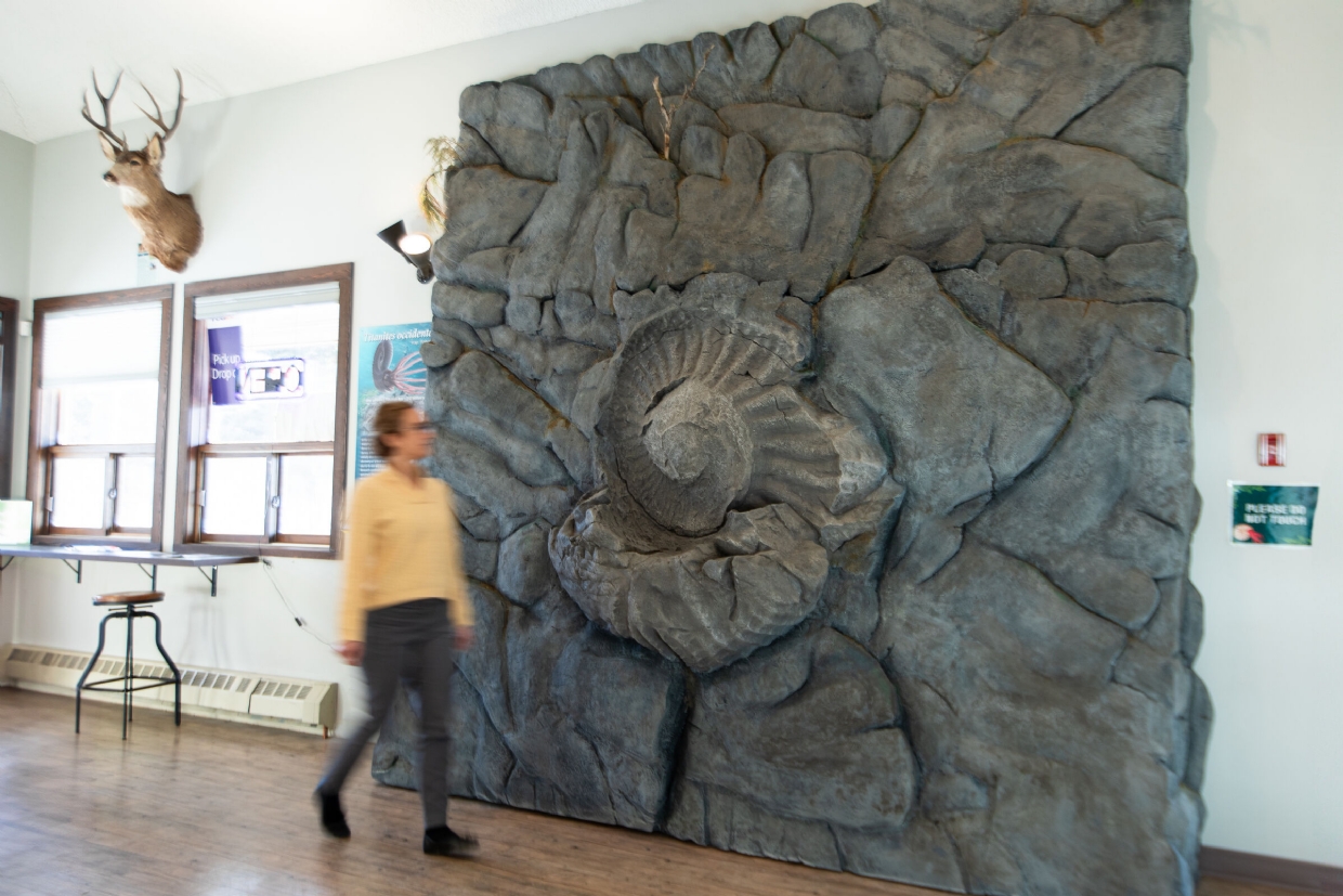 Ammonite Fossil Replica in the Fernie Visitor Centre