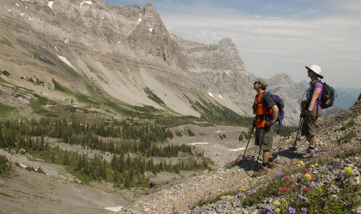 Beautiful alpine flowers while hiking Heiko's Trail towards Island Lake Lodge 