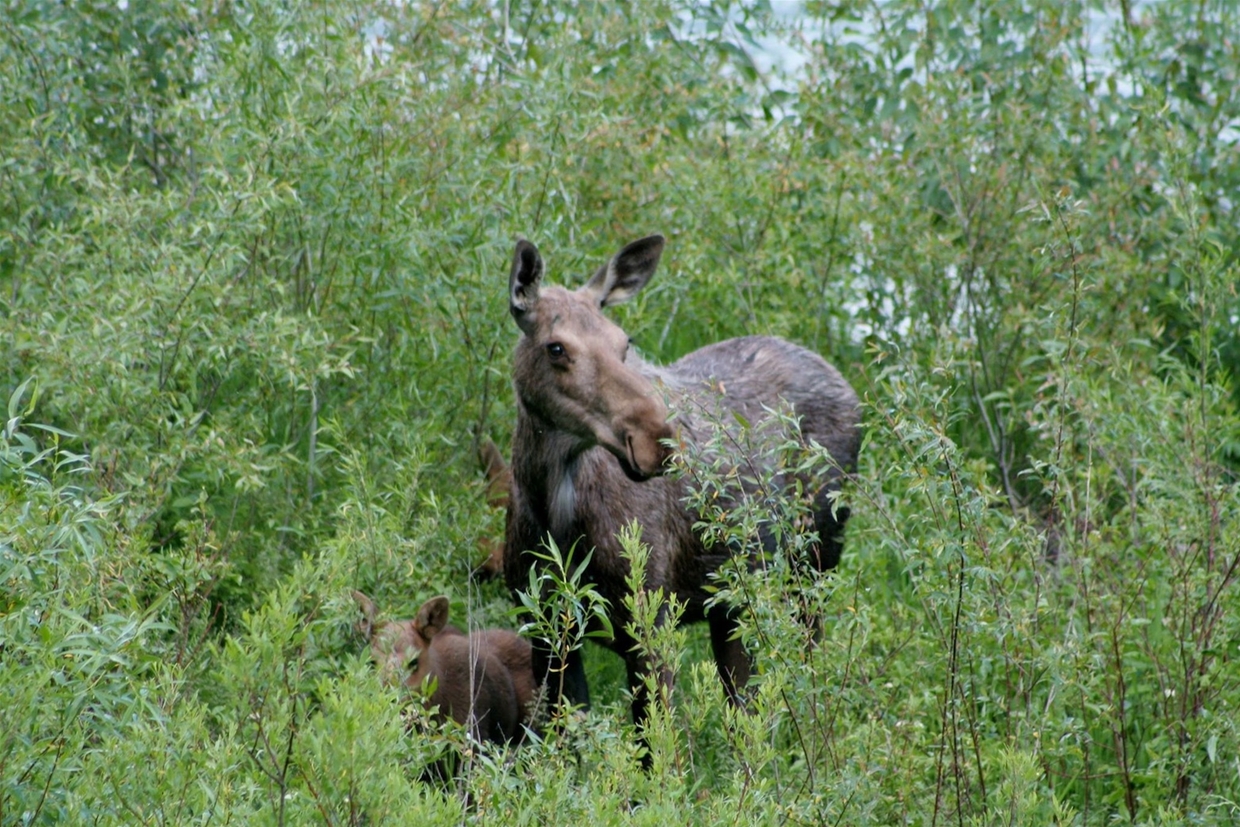 Wildlife viewing opportunity