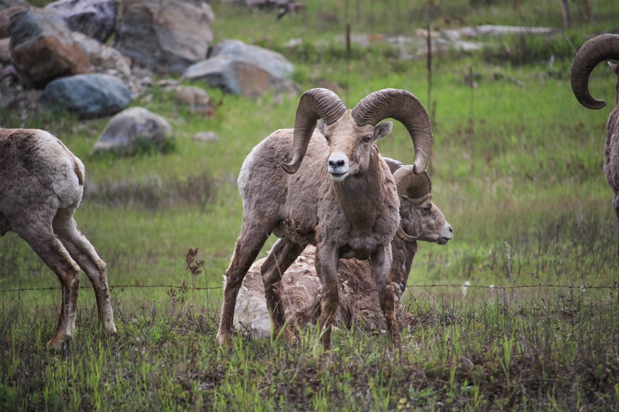 Amazing Wildlife on the Elk River