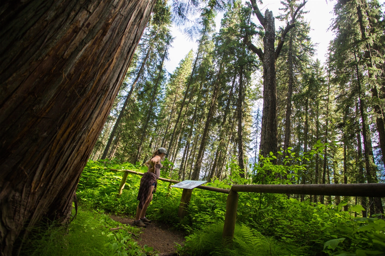 Walk amongst the Ancient Cottonwoods 