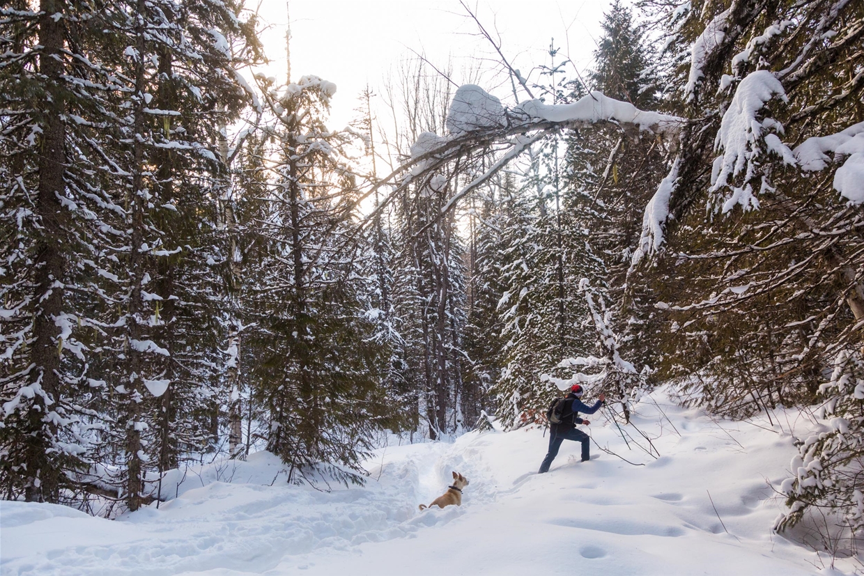 Snowshoeing in Mt. Fernie Provincial Park